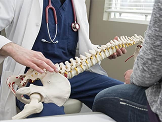 Doctor pointing anatomical spine in medical office