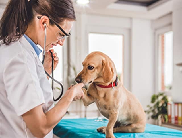 A woman vet consulting a dog