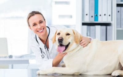 The Ultimate Guide to Veterinarian Consultants